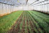 Fototapeta Mosty linowy / wiszący - green onions growing in greenhouse