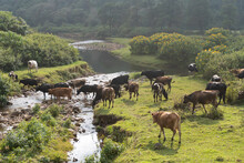 Dairy Cows In A Rural Setting. Crossing River
