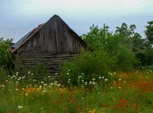 Old Log Cabin In Wildflower Field