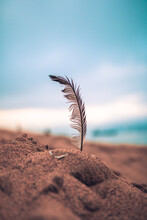 Feather On The Sand