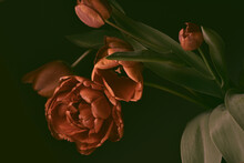 Vintage Tulips On A Dark Background, Red Buds, Studio Shot.