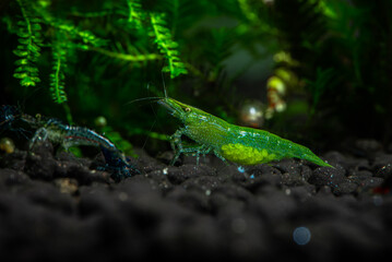 Nice babaulti green shrimp from India in freshwater aquarium macro photography, pets and hobby, wild life