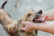 Close-up of hands stroking a big dog on head. Friendship, support, love concept