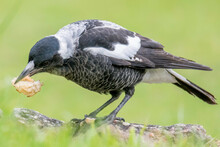 Juvenile Magpie On The Grass