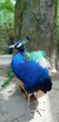 peacock paw