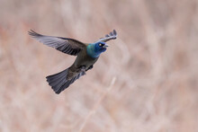 Common Grackle (Quiscalus Quiscula) In Flight