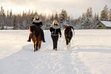 Fototapeta  - Two Icelandic horses and riders walking on the snowy road in countryside. During sunset.