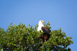 american bald eagle on a branch