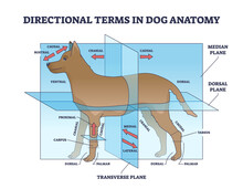 Directional Terms In Dog Anatomy With Animal Sides Division Outline Diagram. Labeled Educational Scheme With Median, Dorsal And Transverse Plane For Animal Zoological Description Vector Illustration.
