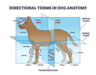 Poster - Directional terms in dog anatomy with animal sides division outline diagram. Labeled educational scheme with median, dorsal and transverse plane for animal zoological description vector illustration.