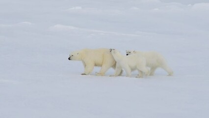 Wall Mural - Polar Bear with two cubs