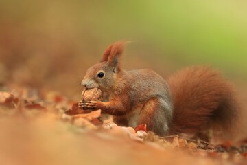 Beautiful portrait of a cute red squirrel. Sciurus vulgaris. Autumn scene with a european squirrel.