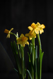 Fototapeta Dmuchawce - beautiful Yellow Narcissus flowers, on dark wooden background