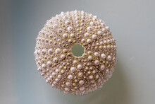 Close Up Of A Seashell