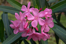 Closeup View Of Bright Pink Cluster Of Flowers Of Nerium Oleander Shrub Isolated Outdoors In Garden On Natural Background