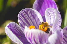 A Honeybee Getting Covered In Pollen Clambering Over The Anthers Of A Crocus Pickwick Flower.