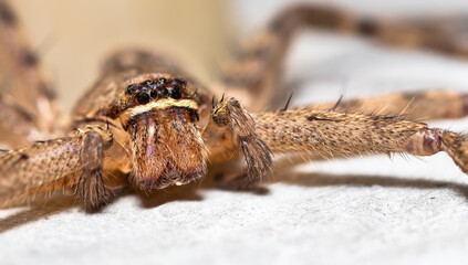 Closeup’s jumping spider with blurred background.