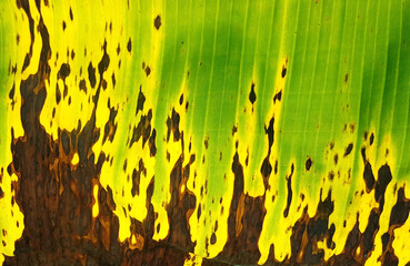 Wall Mural - Banana leaves are dried yellow