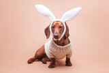 Fototapeta Panele - funny dachshund in a knitted sweater on a beige background with white rabbit ears. Easter concept
