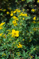 Wall Mural - Yellow flower bloodroot cinquefoil blossom close-up, natural cinquefoil flower vertical photography