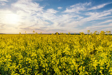 Rapeseed Or Canola Field In Colors Of Ukrainian Flag
