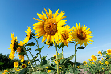 Poster - Big blooming sunflowers against blue sky.