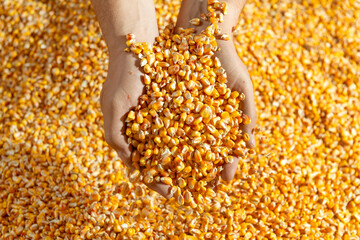 Wall Mural - Human hands holding corn grains