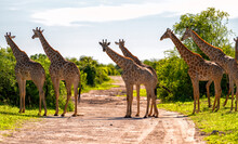 A Herd Of Giraffes Crosses The Road, Chobe National Park, Botswana