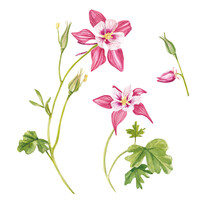 Pink Columbine Flowers. Hand-drawn. Exotic Plants . Watercolor Set Of Flowers And Leaves, Hand-drawn Floral Illustration Isolated On A White Background. Botanical. Suitable For Design, Postcards