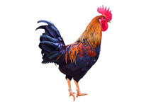Cock Isolated On The White Background.