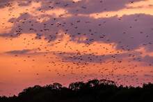Sunda Flying Foxes Flying Out Of Their Cave In Search For Food During Sunset In Komodo National Park, Indonesia. The Sky Is Full Of Gigantic Bats. Sky Is Exploding With Sunset Colors. Natural Habitat
