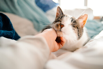 A cat gets their chin pet while cuddled up in bed