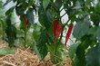 FU 2020-07-04 Feld 203 An der Pflanze wachsen rote Chilis