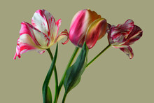 Three Red Tulips Close-up, Stems And Buds On A Gray-green Background, Studio Shot.