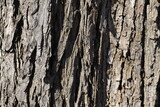 Fototapeta Storczyk - Kora drzewa makro