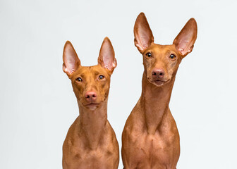 A pair of two cute dogs sitting, looking straight into the camera and posing for photos with white background [cirneco dell'etna]