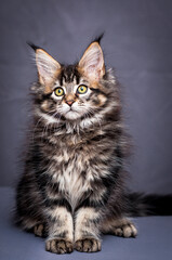  A photo of a pretty and very furry cat, sitting, posing for the photo, and thoughtfully looking somewhere away [Maine Coon cat]