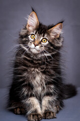  A portrait photo of a pretty and very furry cat, with very interesting color of the fur. That is sitting and thoughtfully looking somewhere away [Maine Coon cat] 