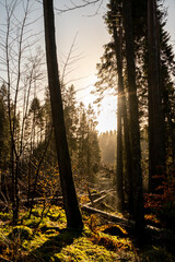 Wall Mural - Kielder England: 13th January 2022: Aftermath of Storm Arwen. Many pine trees (Sitka spruce) have been uprooted in Kielder Forest