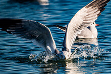 Seagull Lands On Water
