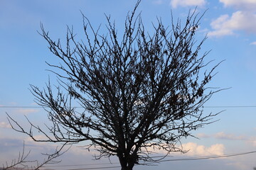 Canvas Print - tree in the snow