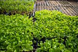 Fototapeta Tulipany -  seedlings growing in spring organic bio gardening