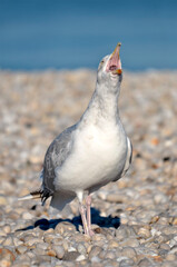 Closeup herring gull (Larus argentatus) uttering its cry on the pebbles of Etretat  in Normandy in France