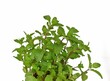 © ประพันธ์ บุญเหมาะ - Mint leaves, green branches, white background
