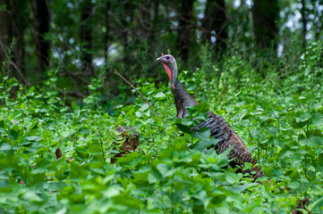 Wall Mural - Wild turkey hiding alone in the forest.