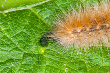 Yellow Bear Caterpillar With Frass On Green Plant In The Forest In The Summer.