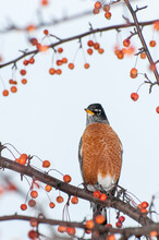 American Robin Framed In A Beautiful Crabapple Berry Tree