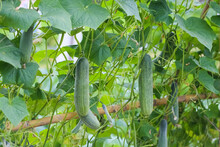 Closeup Of Fresh Green Vegetables Cucumber Growing In Garden