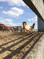 herd of horses running out to pasture