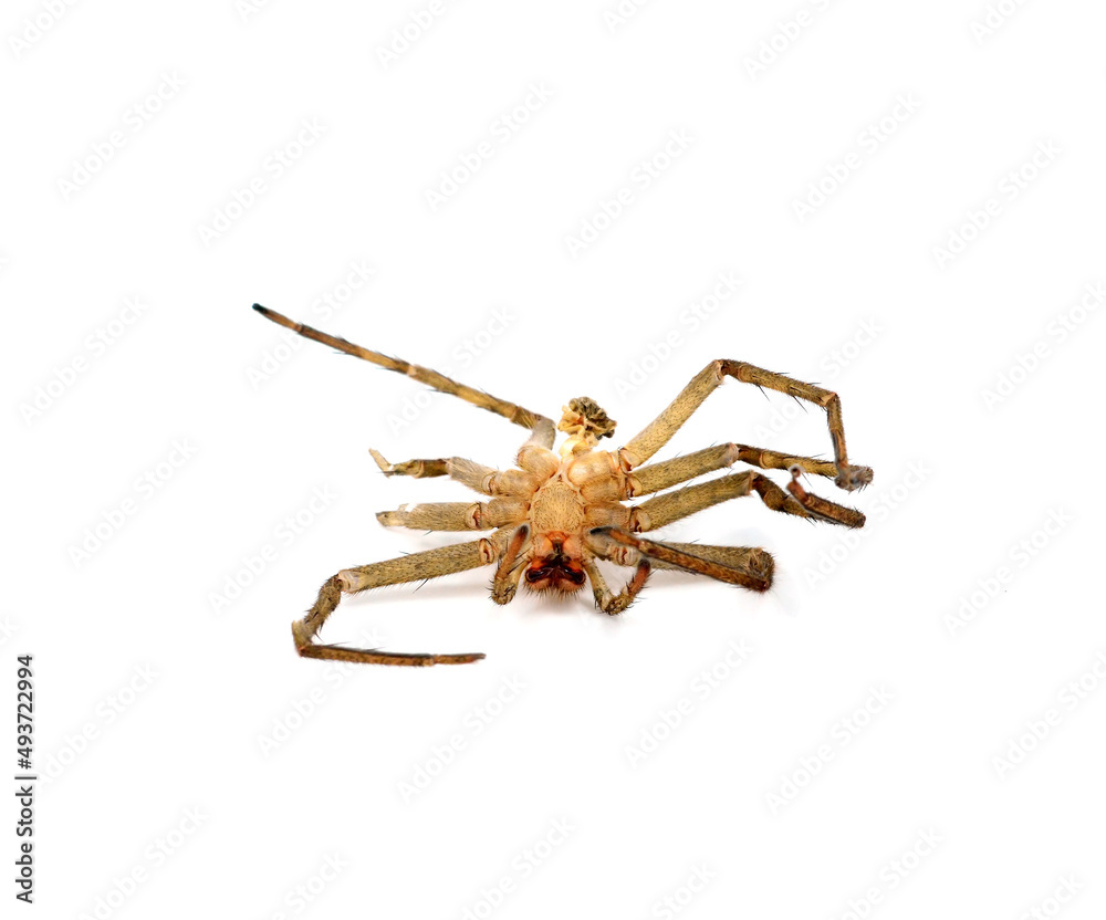 Dead spider isolated on white background Stock Photo | Adobe Stock